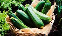 Courgettes bio local