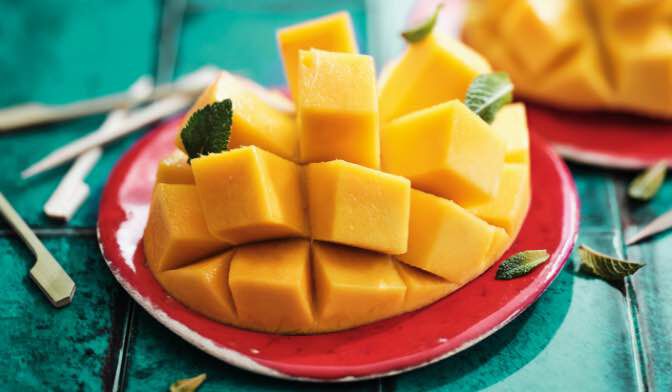 480G MANGUE TORTUGA