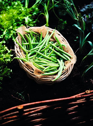 Bio et cultivés près de chez vous, Picard fait le pari du bio local équitable