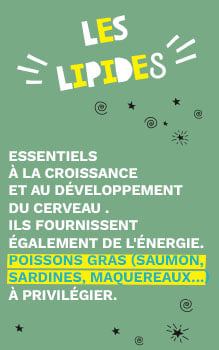 Lipides : essentiels &agrave; la croissance et au d&eacute;veloppement du cerveau, et ils fournissent &eacute;galement de l'&eacute;nergie