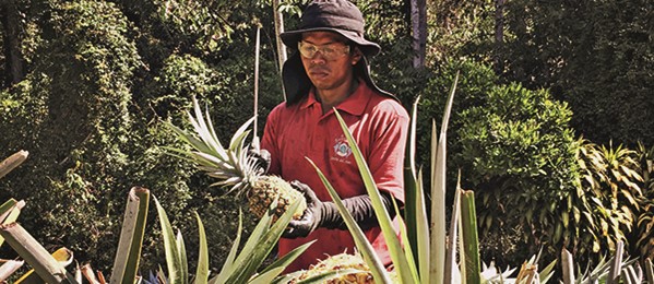 ouvrier récoltant l'ananas bio