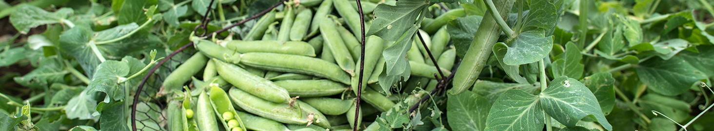 Les légumes en conversion vers l’agriculture biologique, un pari sur l’avenir