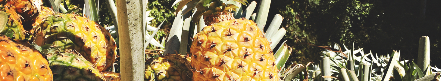 L’ananas Bio Picard du Costa Rica