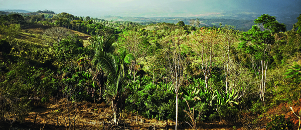 forêt costa rica