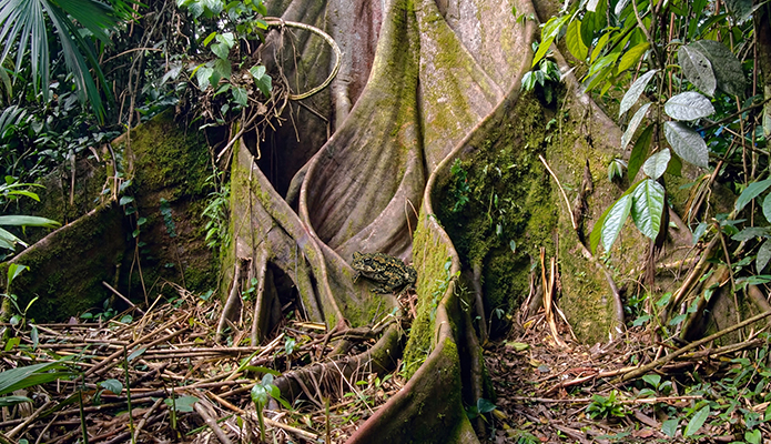 vue sur des racines d'un arbre 