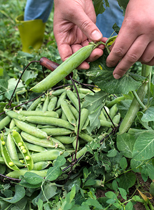 Les légumes en conversion vers l’agriculture biologique, un pari sur l’avenir