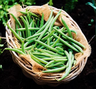 Haricots verts bio local 