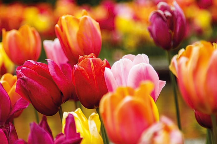 fleurs pour fêtes des mèrs